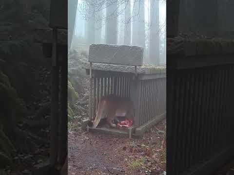 A mountain lion slowly emerges from the fog and cautiously walks toward the cage.