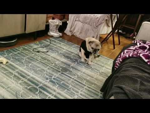 Hugs scooty booty show