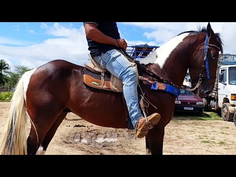 OS MELHORES CAVALOS DE ALTINHO PERNAMBUCO, LINDOS CAVALOS MANGALARGA 