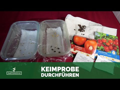 Keimprobe durchführen! So prüfst du altes Saatgut vor der Saat auf Keimfähigkeit!