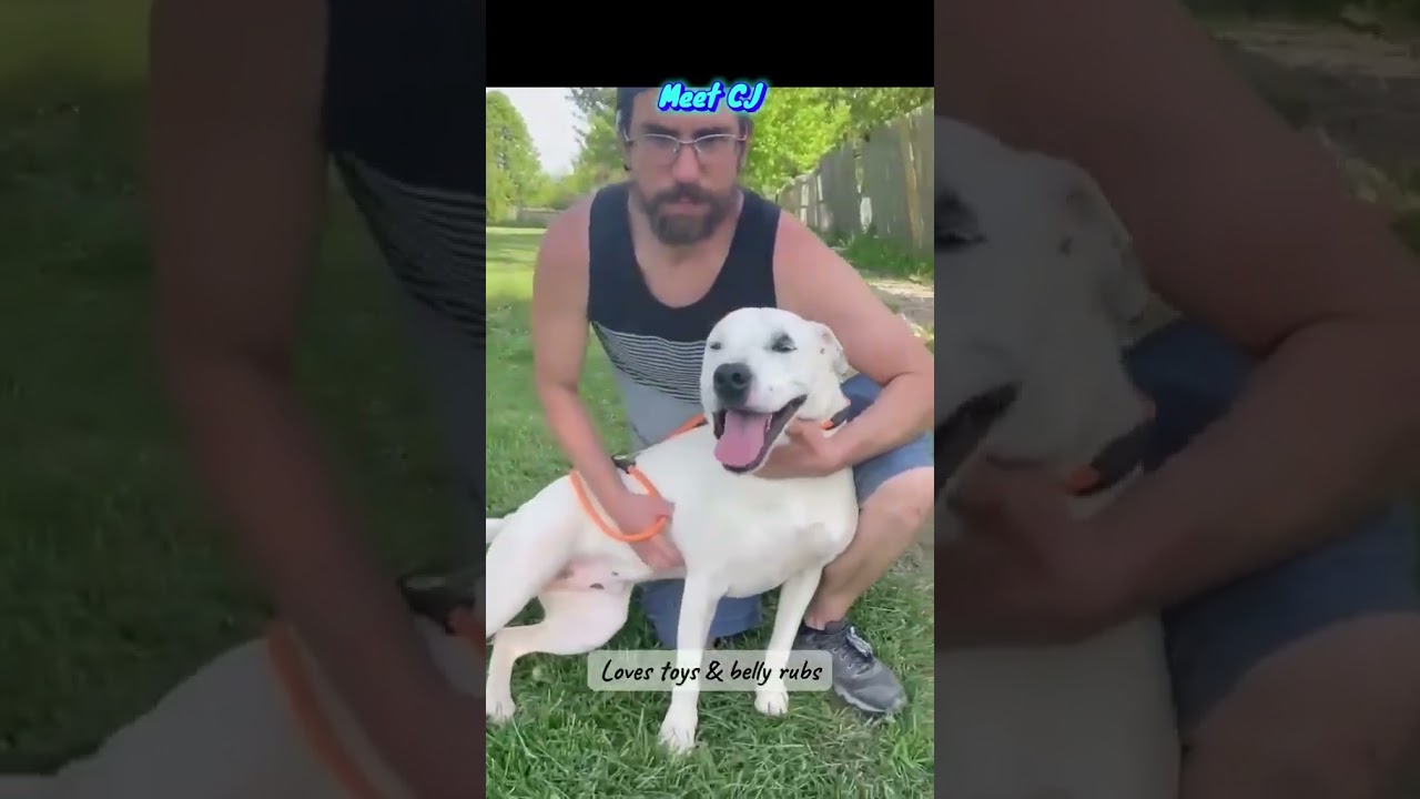 Enlarge CJ aka Jack, a Adoptable Mixed Breed in Plain City, OH video 6/6