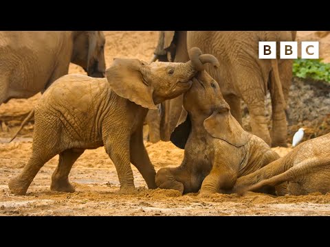 Baby elephants play in the sand | Serengeti - BBC