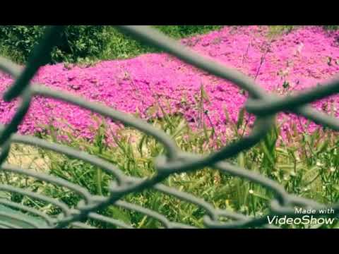 Bekle dedi gitti ben beklemedim oda gelmedi ölüm gibi bir şey oldu ama kimse ölmedi...