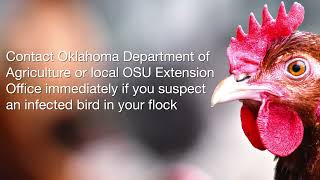 Avian Influenza Prevention & Biosecurity Tips