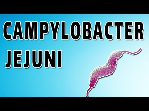 Campylobacter Jejuni - Disease. Symptoms, and Treatment