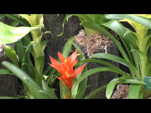 園芸 グズマニア