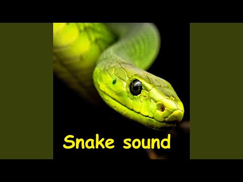 Exotic Snake Hissing Sound