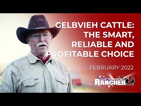 , title : 'Gelbvieh Cattle: The Smart, Reliable and Profitable Choice | The American Rancher'