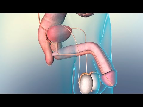 Benign Prostatic Hyperplasia (BPH) vs. Prostate Cancer