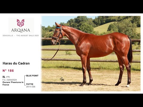 Arqana August sale 2025 - N°186, F. / Blue Point, présentée par le Haras Du Cadran