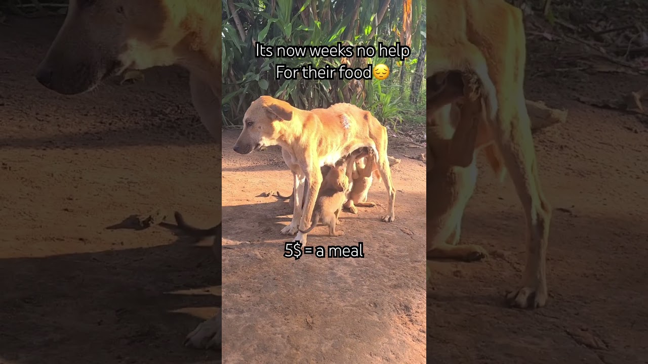 Every giving will help feed , visit linktree in bio to donate using GoFundMe ,thanks ❤️👏