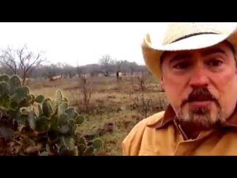 Free Hog Hunting - Texas is Over-Run!