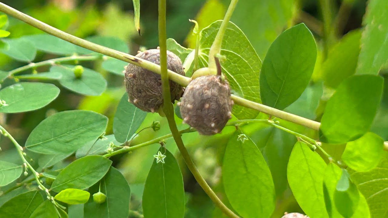 自然薯（ヤマノイモ）のムカゴ。都内の草地に早めの秋。