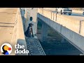 Pittie Rescued After Being Stuck On A Bridge For Over 12 Hours | The Dodo