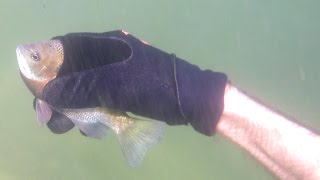 4K CATCHING FISH BY HAND Underwater,Hold My Breath For 3 Minutes: Fishing Herping Nature CA AZ TX FL