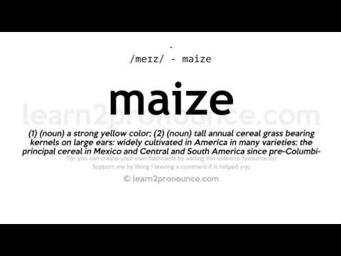 Pronunciation of Maize | Definition of Maize