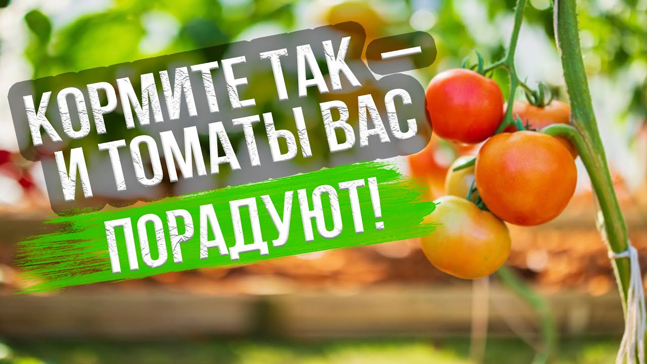 Черные мошки на помидорах – чем обработать помидоры и как бороться втеплице и открытом грунте – Антонов сад