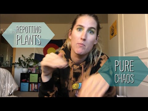 A chaotic plant repotting session. My return to PlantTube