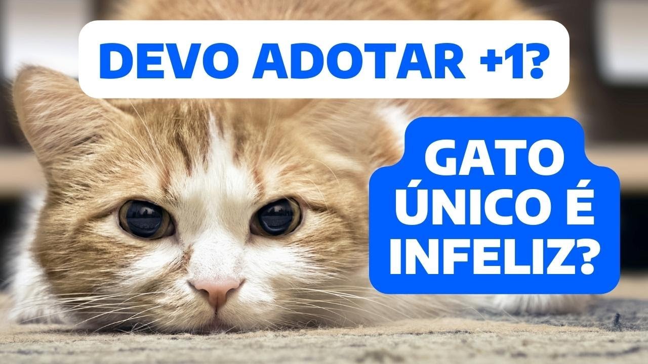 COMO SABER SE DEVO ADOTAR MAIS OUTRO GATO? | DEVO ADOTAR MAIS UM GATO?