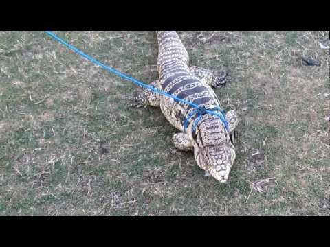 download lagu mp3 mp4 Wowhd, download lagu Wowhd gratis, unduh video klip Wowhd