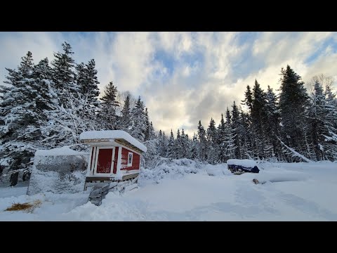 Building a Chicken Coop With Zero Experience