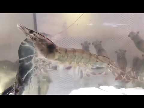 Bayerische Garnele 🦐 Im Aquarium CrustaNova
