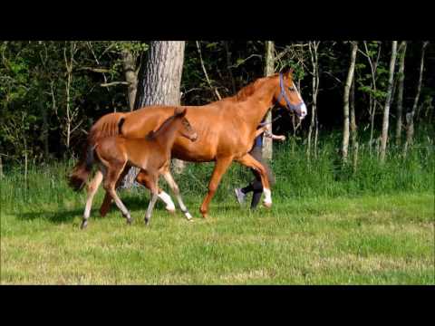Hengstfohlen v. Fürstenball aus dem Stamm von Blue Hors FARRELL