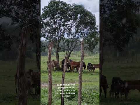 02:04:2026, bovinos protegendo-se da chuva,  na Boa Vista do Morro do Chapéu do Piauí
