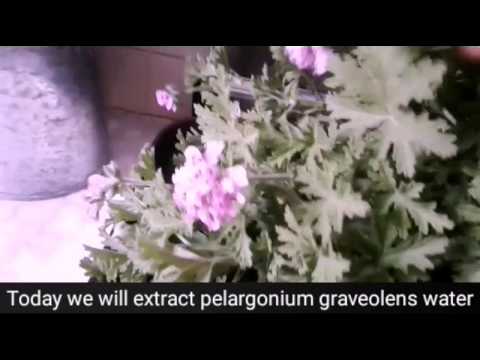 How to make plant extract