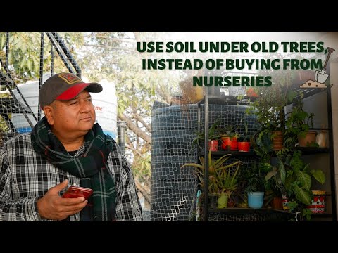 Use soil under old trees, instead of buying from nurseries