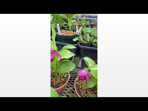 アツモリソウ アリエチナム