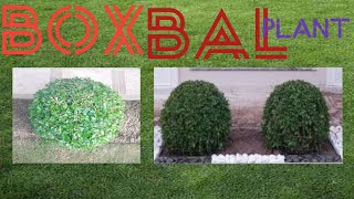 Boxbal plants// tesla newstesla stock analysis