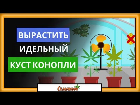 Лучшие советы для успешного выращивания (конопля/каннабис/марихуана)