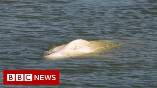 Lost beluga whale stuck in France river given ‘vitamin cocktail’ – BBC News