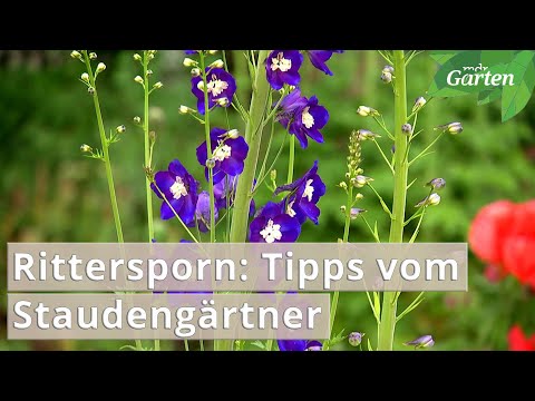 Rittersporn – Tipps vom Stauden-Experten | MDR