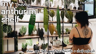 how my 70+ anthurium are doing in 35% humidity 🥵