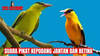 Download lagu SUARA PIKAT KEPODANG JANTAN DAN BETINA || KHAS KEPODANG SULAWESI mp3 Download lagu SUARA PIKAT KEPODANG JANTAN DAN BETINA || KHAS KEPODANG SULAWESI mp3