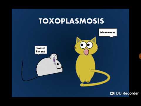 , title : 'Toxoplasma gondii داء المقوسات/ داء القطط / التوكسوبلازما'