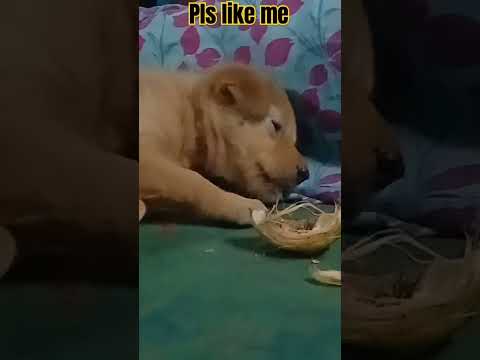 tommy good morning #shortsfeed #dog #blacktiger #tiktok #shorts