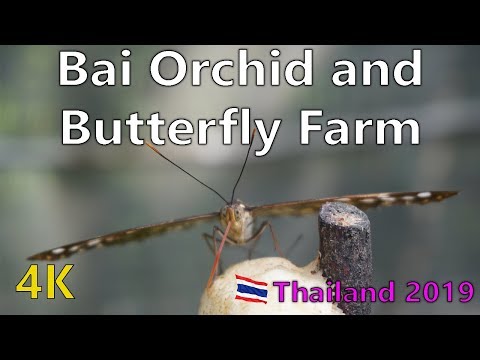 download lagu mp3 mp4 Download Butterfly Tea Mp3, download lagu Download Butterfly Tea Mp3 gratis, unduh video klip Download Butterfly Tea Mp3