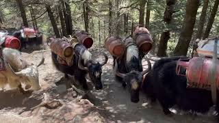 Yaks carrying loads towards the mountain.