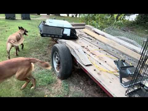 Nero and Lesye antrenament dog belgian Malinois de Best dog