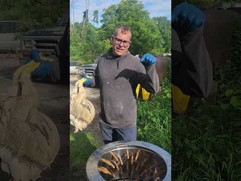 How Our Chicken Plucker Works #farmlife #growyourownfood #homestead #chicken #diy #chickenplucker