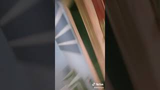 Download lagu Difarina Indra Joget lumba lumba hot mp3