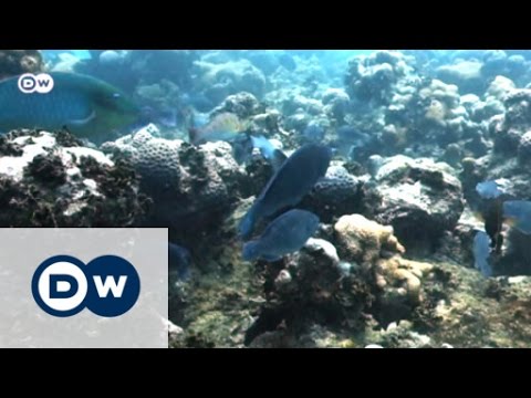 Papageifische schützen Korallenriffe