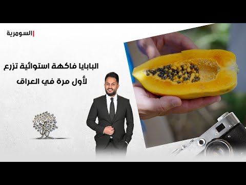 شاهد بالفيديو.. فاكهة استوائية تزرع لأول مرة في العراق.. رحال يستكشف زراعة "البابايا" في صلاح الدين