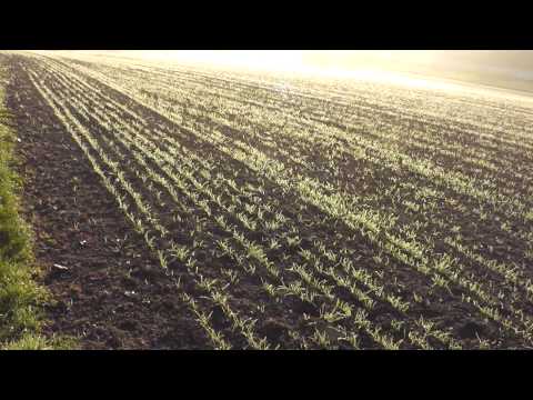 Winterweizen drei Wochen nach der Saat