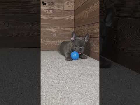 Video 1