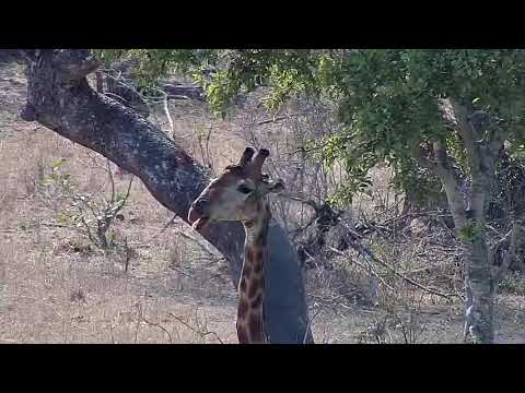 Djuma: Lone Giraffe-Pt:2 - 09:22 - 09/23/20