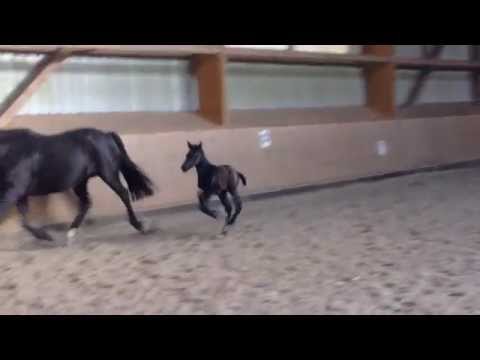 De Martino   Florencio Fohlen 2015